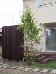 ヒメシャラ