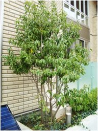 ソヨゴ